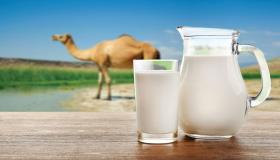 Aprenda a interpretação de um sonho sobre beber leite de camelo por Ibn Sirin