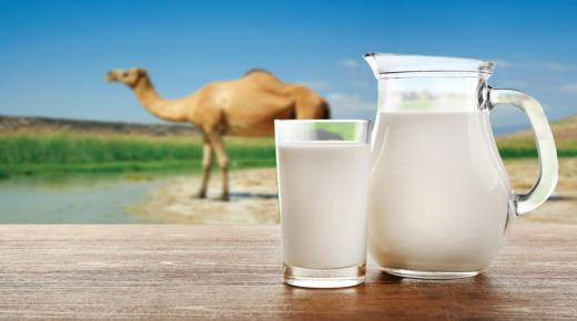 Научете го толкувањето на сонот за пиење млеко од камила од Ибн Сирин