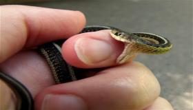 Μάθετε την ερμηνεία του ονείρου του δαγκώματος από φίδι από τον Ibn Sirin