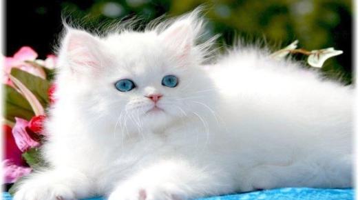 Qual é a interpretação de um sonho sobre um gato branco em um sonho de Ibn Sirin?