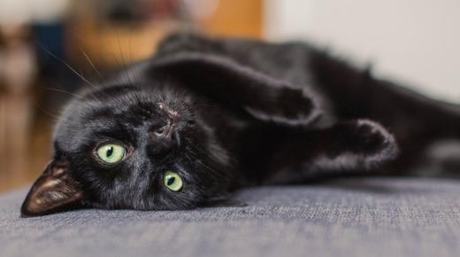 Толкување на сонот за црна мачка што ме напаѓа според Ибн Сирин