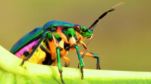 Lær fortolkningen af ​​drømmen om et insektangreb