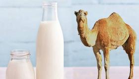 Aprenda a interpretação de beber leite de camelo em um sonho de Ibn Sirin