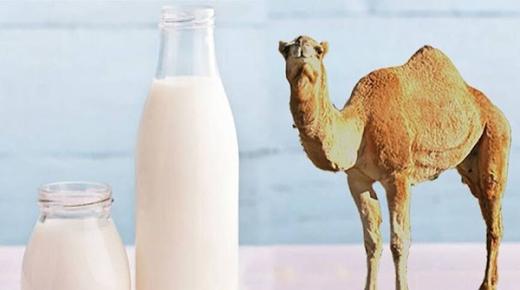 Научете го толкувањето на пиењето млеко од камила во сон од Ибн Сирин