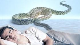 Научете го толкувањето на гледањето змија во сон од Ибн Сирин