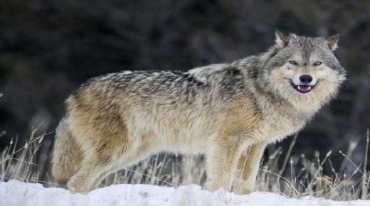 Leer de interpretatie van het zien van een wolf in een droom voor alleenstaande vrouwen