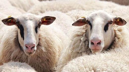 Ερμηνεία του να βλέπεις πρόβατα να γεννούν σε όνειρο από τον Ibn Sirin