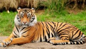 Tolkning av å se en tiger i en drøm for enslige kvinner