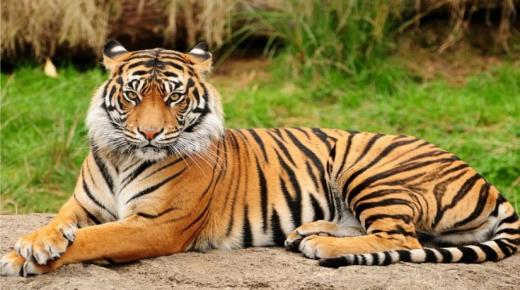 Interpretimi i shikimit të një tigri në ëndërr për gratë beqare