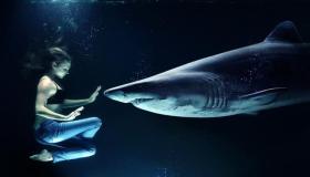 מהי הפרשנות של ראיית כריש בחלום על ידי אבן סירין?