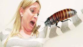 伊本·西林夢見蟑螂的解釋是什麼？