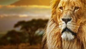 Interpretimi i shikimit të një luani në ëndërr nga Ibn Sirin