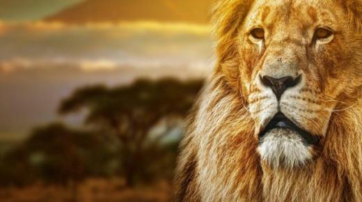 Ibn Sirina interpretācija par lauvas redzēšanu sapnī