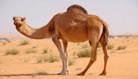 Толкување на гледање камила во сон за самохрани жени