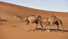 Гледање камила во сон за самохрани жени