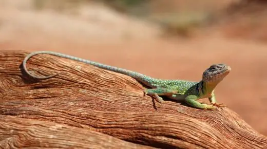 Үй-бүлөлүү аял үчүн түшүндө гекконду көрүүнүн эң маанилүү жоромолдору