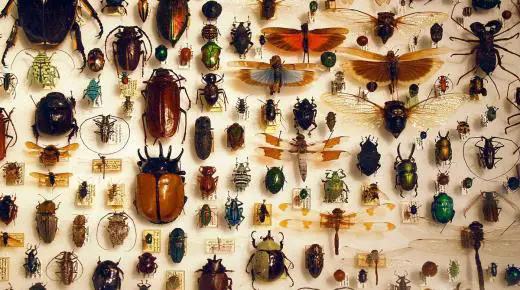 Толкување на гледање инсекти на телото во сон