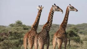 Aprenda a interpretação de ver uma girafa em um sonho