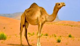 Interpretimi i shikimit të një deveje në ëndërr nga Ibn Sirin