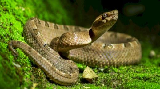 Mësoni rreth interpretimit të shikimit të gjarpërinjve në ëndërr për një burrë të martuar, sipas Ibn Sirin