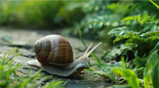 Ang kahulogan sa snail sa usa ka damgo ni Ibn Sirin ug ang nag-unang mga komentarista