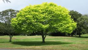 การตีความการเห็นต้นไม้ในความฝันโดย Ibn Sirin คืออะไร?
