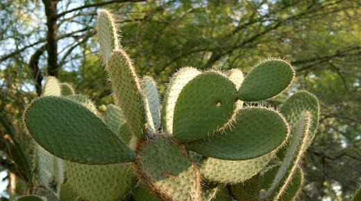 Hver er túlkunin á því að sjá kaktus í draumi eftir Ibn Sirin?