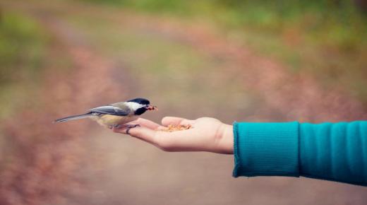 Ερμηνεία ενός πουλιού στο χέρι μου σε ένα όνειρο από τον Ibn Sirin