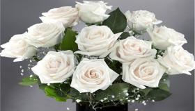 Kakvo je tumačenje sna o bijelim ružama za Ibn Sirina?