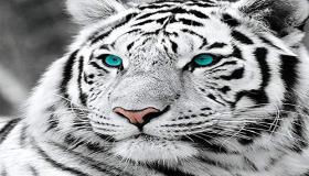 Qual é a interpretação de ver um tigre branco em um sonho?
