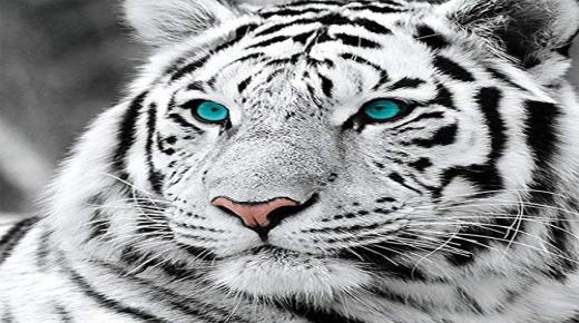 Hvad er fortolkningen af ​​at se en hvid tiger i en drøm?