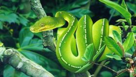Mësoni interpretimin e shikimit të gjarprit të gjelbër në ëndërr nga Ibn Sirin