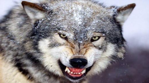 10 دلالات لرؤية هجوم الذئب في المنام لابن سيرين تعرف عليهم بالتفصيل