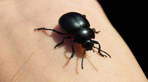 أهم 50 تفسير لرؤية الحشرات السوداء في المنام لابن سيرين