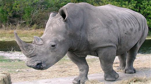 أهم 20 تفسير لابن سيرين لرؤية وحيد القرن في المنام