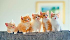 تفسير حلم القطط الصغيرة الملونة في المنام لابن سيرين