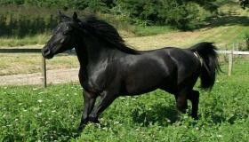 أهم 20 تفسير لحلم الحصان الأسود لابن سيرين