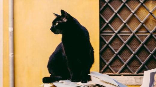 اعرف أكثر عن تفسير حلم القطة السوداء للمطلقة لابن سيرين