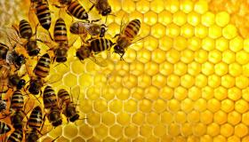 تفسير حلم النحل يطاردني لابن سيرين