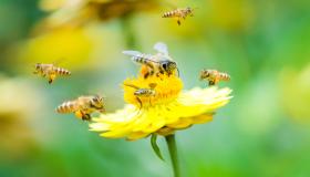 تفسير حلم النحل في المنام لابن سيرين