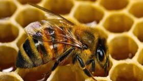 ما هو تفسير رؤية خلية النحل في المنام لابن سيرين؟