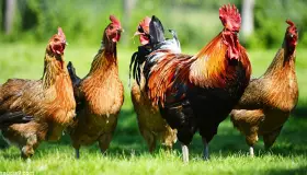 تفسير شراء الدجاج في المنام لابن سيرين