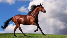تفسير حلم الحصان الهائج في المنام لابن سيرين