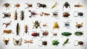تعرف على تفسير الحشرات والصراصير في المنام لابن سيرين!