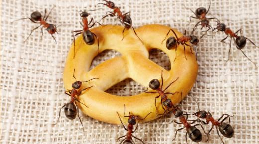 اهم 20 تفسير لحلم اكل النمل في المنام لابن سيرين