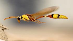 Ερμηνεία του να δεις ένα hornet σε ένα όνειρο από τον Ibn Sirin