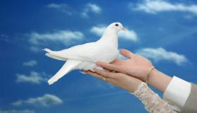 Qual é a interpretação de um sonho sobre uma pomba branca em um sonho de Ibn Sirin?