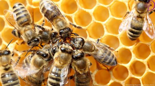 اعرف أكثر عن تفسير رؤية ملكة النحل في المنام لابن سيرين