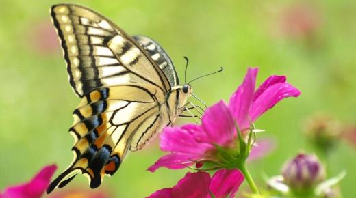 Дознајте за толкувањето на сонот со пеперутка на Ибн Сирин