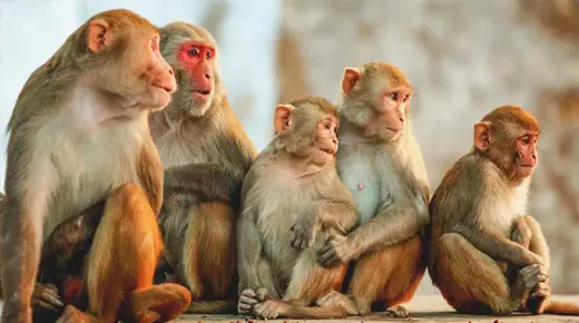 20 הפירושים החשובים ביותר לחלום על קופים מאת אבן סירין